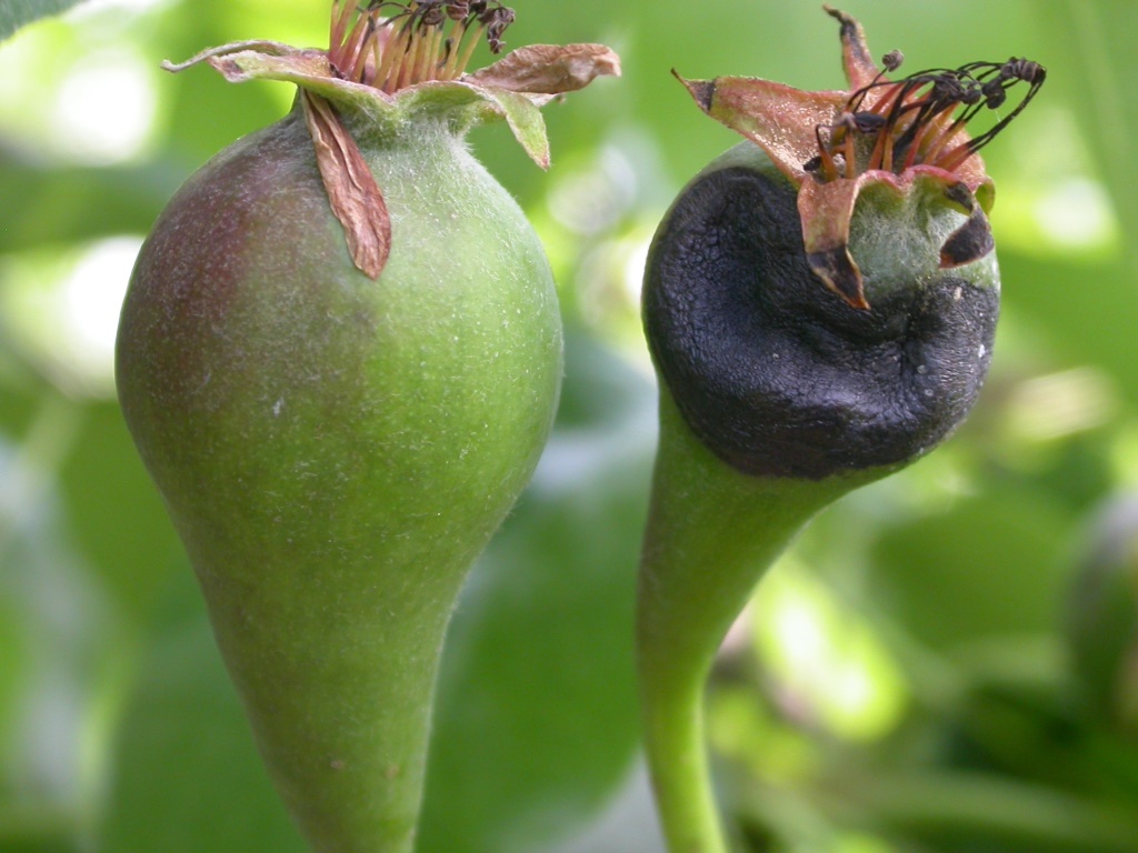 GalBirnengallmücke Fruchtbefall2MU.JPG